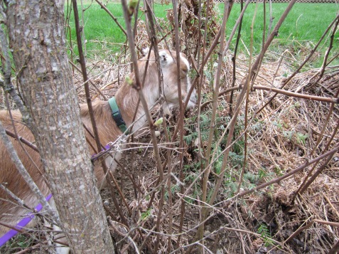 Sugar hiding in the bushes :)